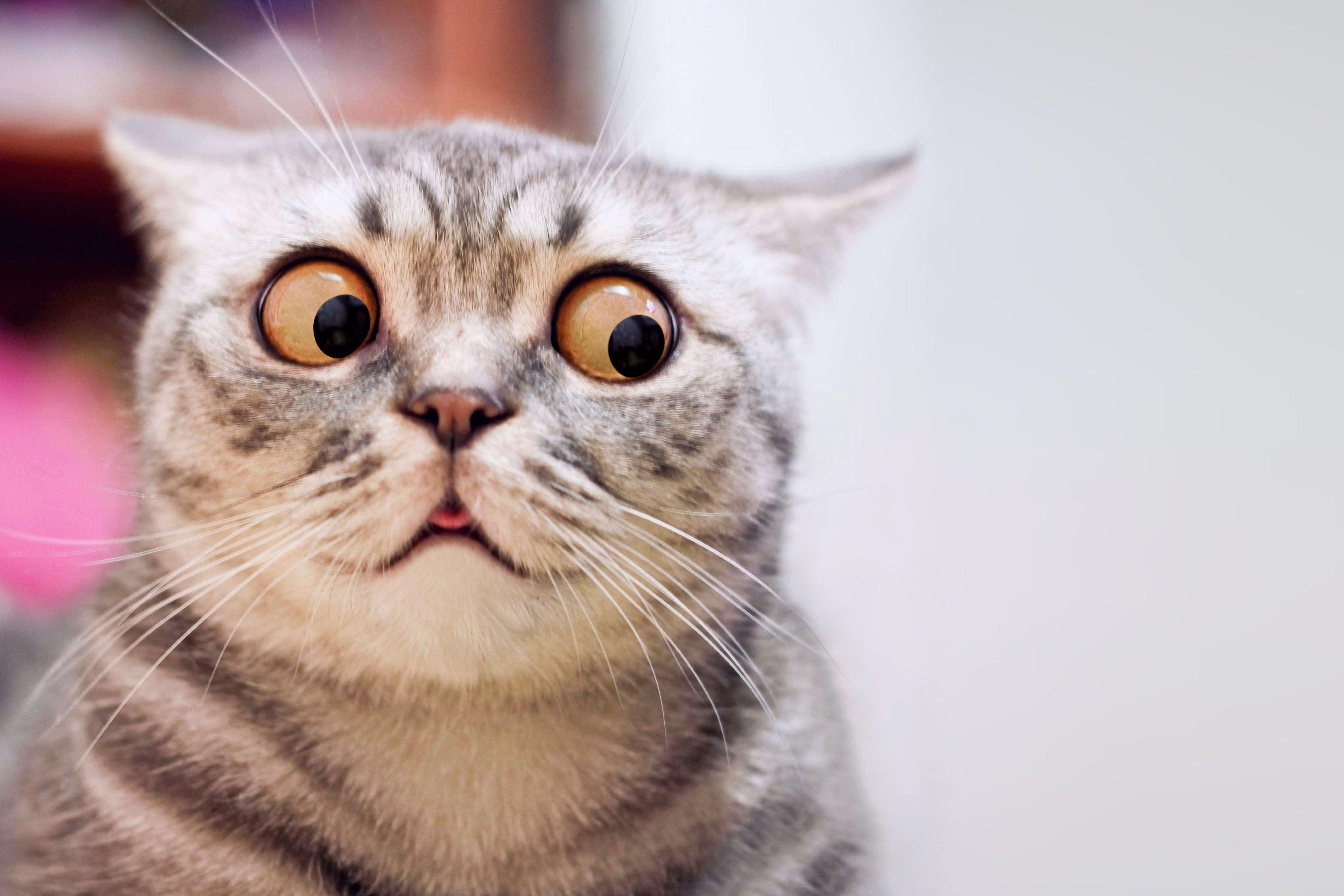 An amusing portrayal of a cat caught in a moment of surprise.Cat With A Surprised Look - Diamondartlove