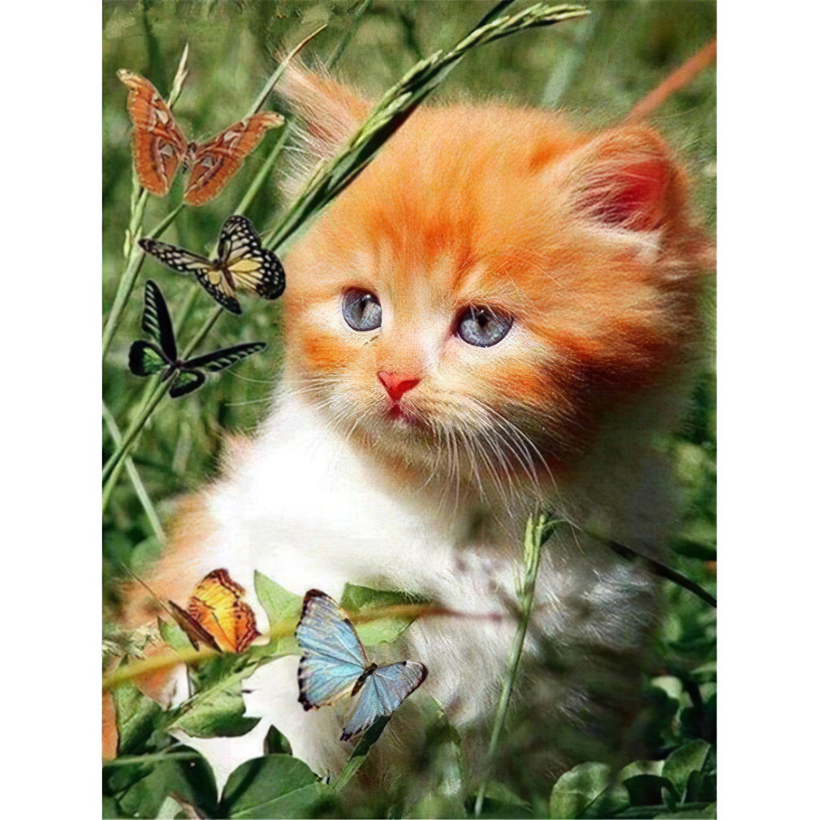 A playful encounter between a cat and a butterfly, capturing moment of nature.Cat And Butterfly - Diamondartlove