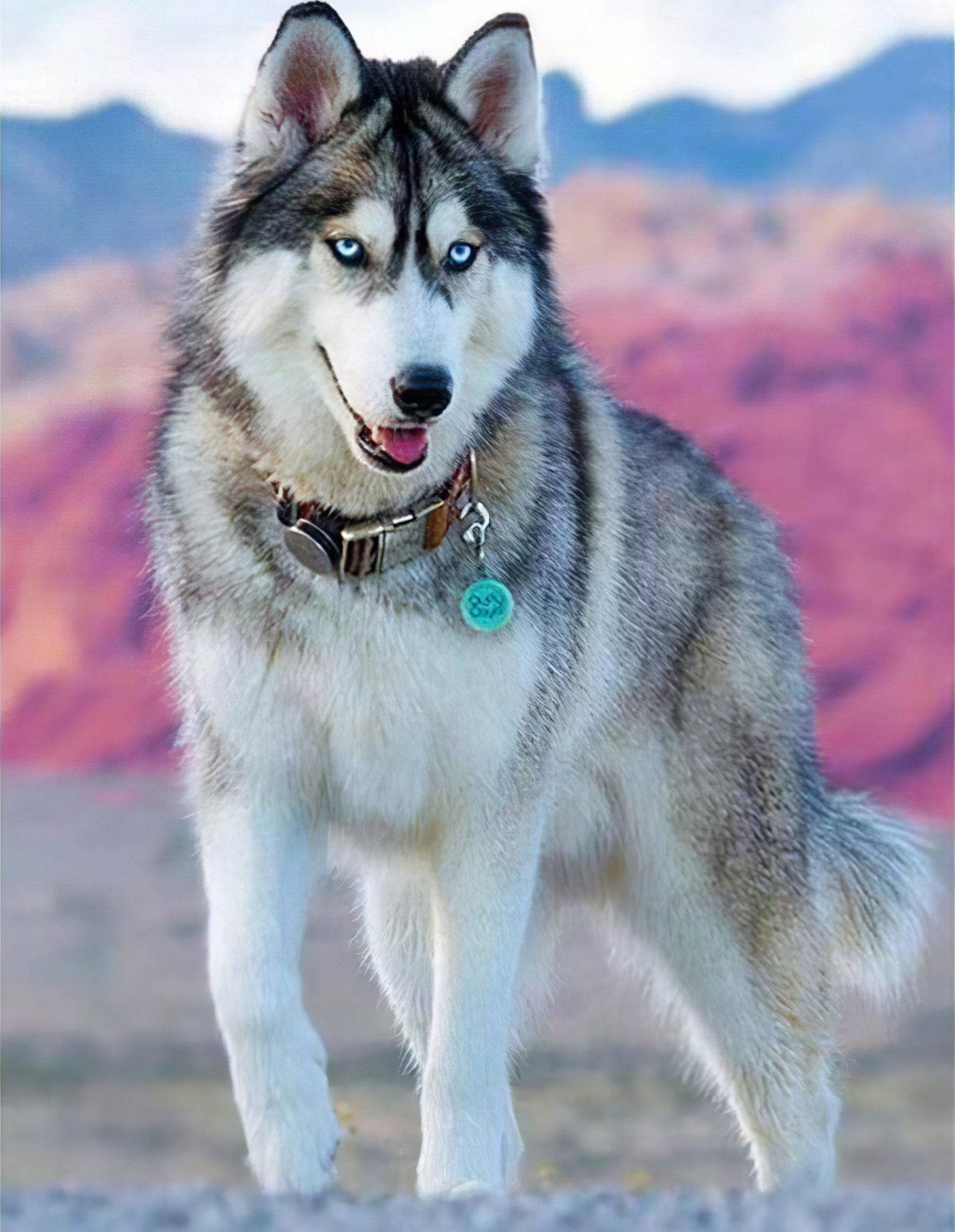 Admire the loyal gaze of another beautiful Husky Dog.Husky Dog - Diamondartlove