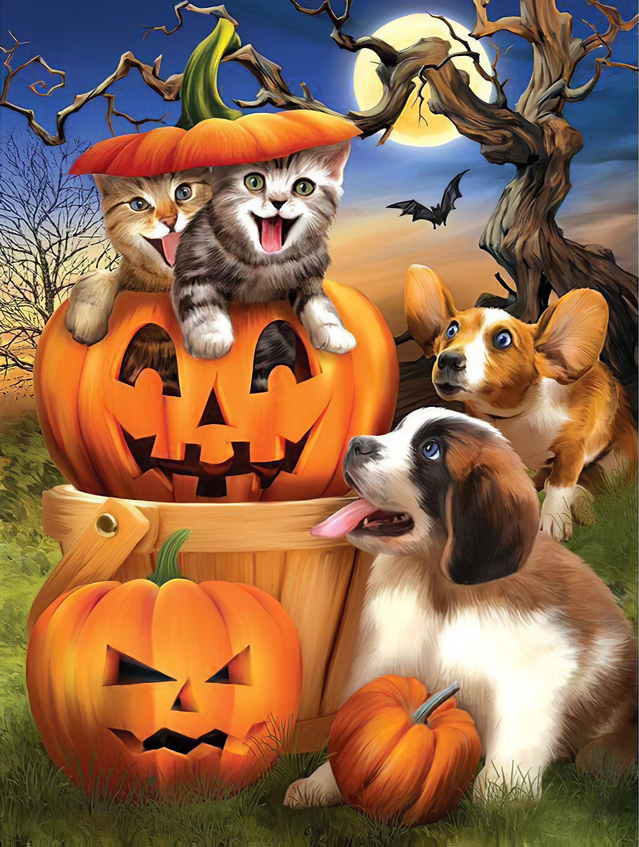 Halloween'S Cat And Dog