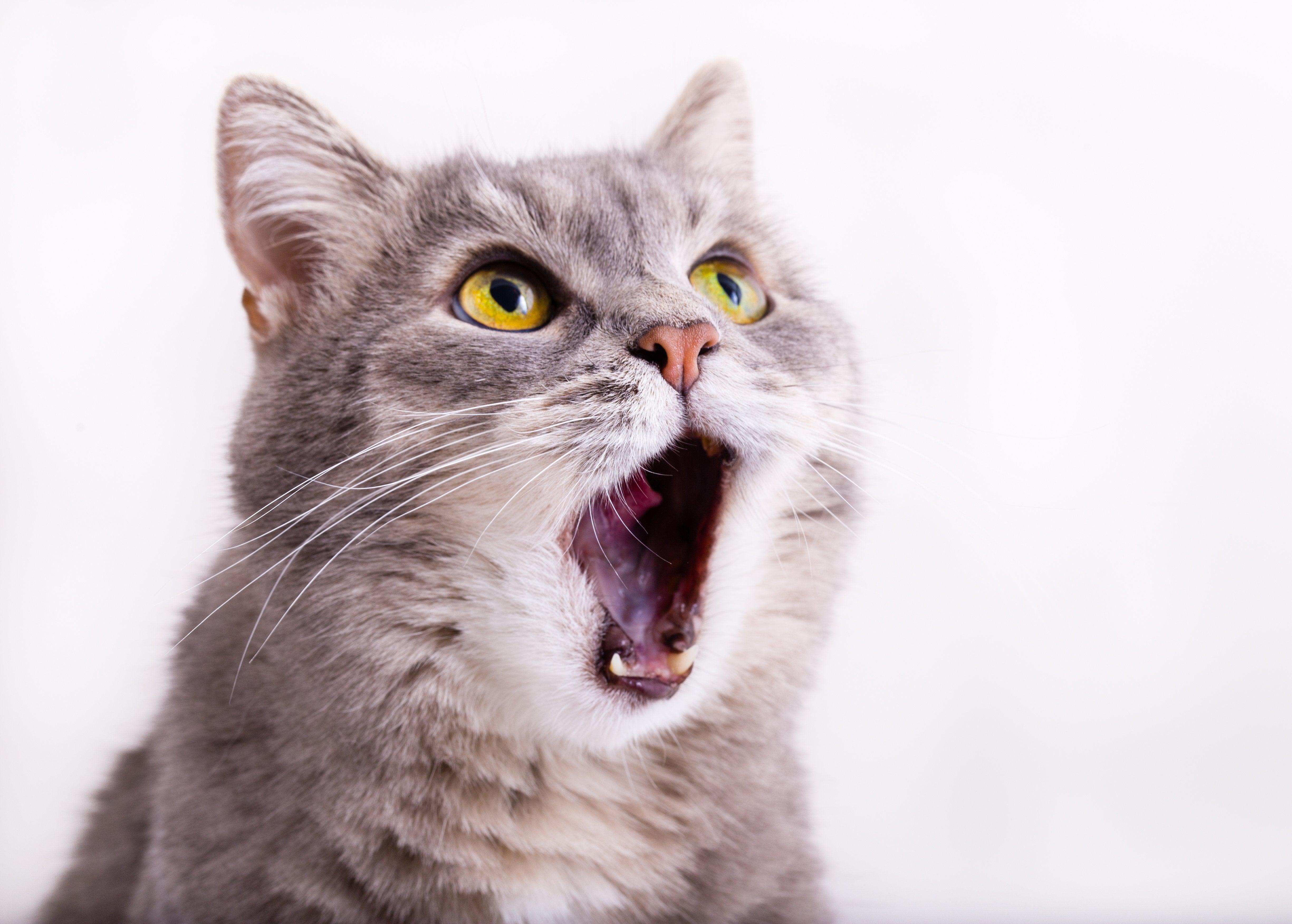 A cat captured mid-meow, offering a glimpse into its expressive and vocal personality. Cat With Open Mouth - Diamondartlove