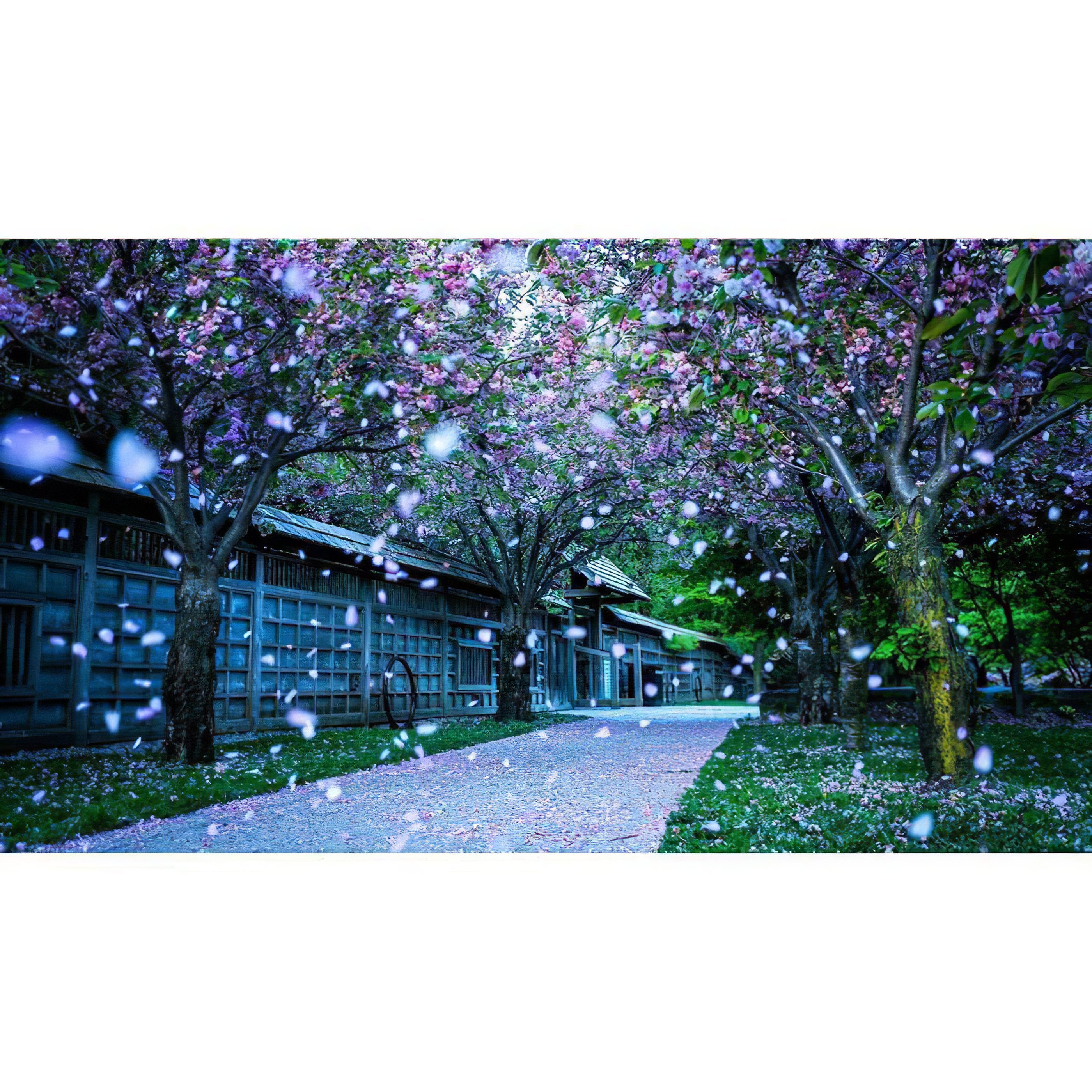 Stroll down a path lined with blooming blossoms, embodying spring’s vibrant spirit.Road Of Cherry Trees - Diamondartlove