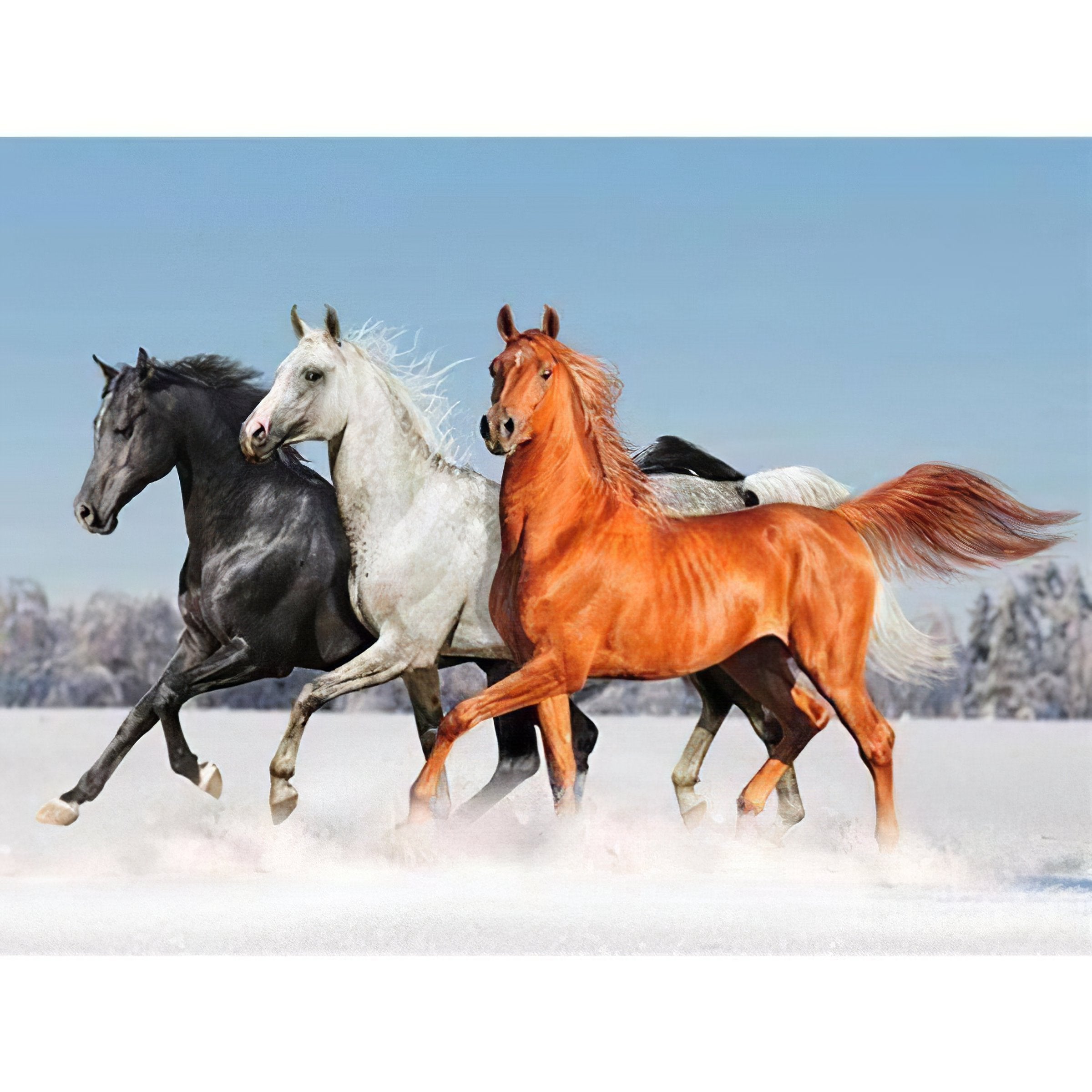 Three Horse In Winter