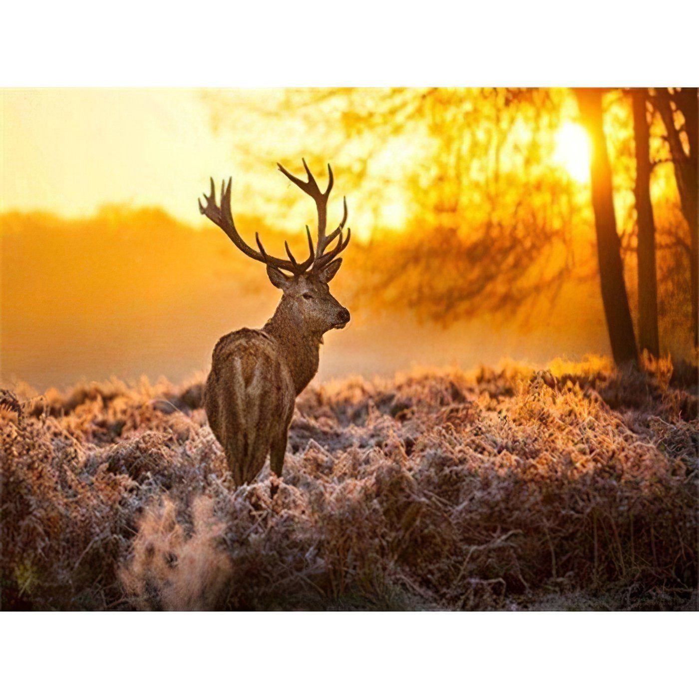 Lonely Deer And Sunshine